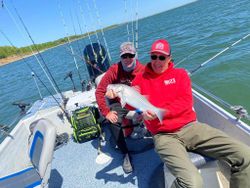 Striped bass caught while fishing in OK
