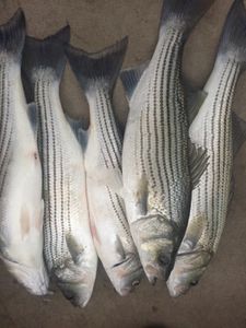 Three striped bass caught while fishing in OK