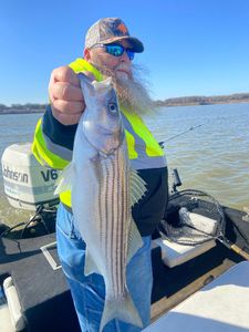 Striped bass caught while fishing in Kingston