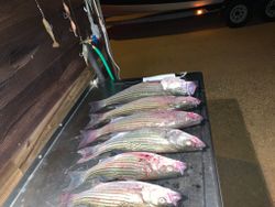 4 striped bass caught in Kingston