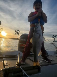 Striped bass caught while fishing in OK