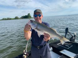 Striped bass caught in OK
