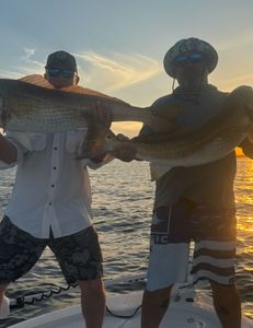 Massive redfish 
￼