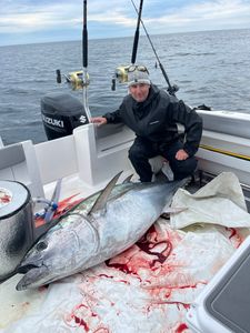 A single Atlantic Bonito fish measuring 40 inches, caught in Scituate