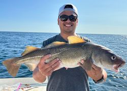 Fisherman holding a large Atlantic cod in MA