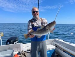 A large Atlantic Cod fish caught in Scituate