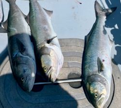 Three bluefish caught while fishing in MA