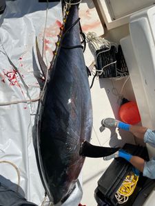 One fishing rod in Scituate