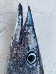 Fishing in Scituate