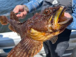 One fish caught in Scituate, great fishing spot