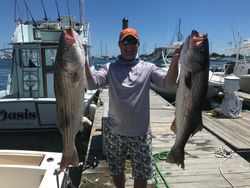 Two striped bass and wiper (hybrid striped bass) caught while fishing