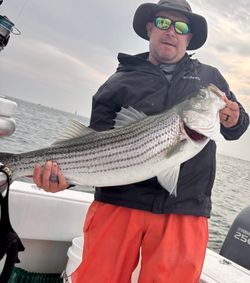 Striped bass caught in MA