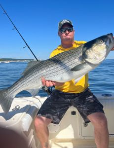 Striped bass caught in MA