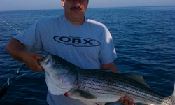 Striped bass caught in unknown location while fishing