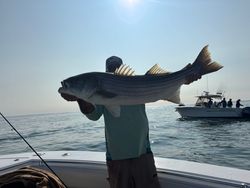 Striped bass caught in MA