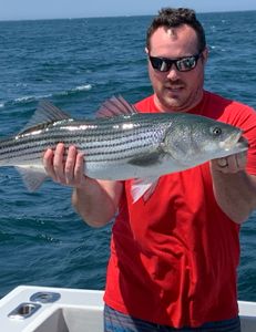 Striped bass caught by angler in Scituate