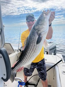 Striped bass caught at Scituate