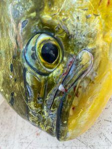 One fishing trip in MA