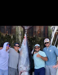 Yellowfin tuna fish caught in MA