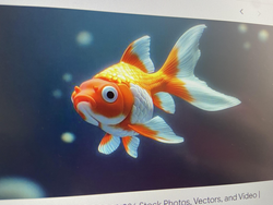 A vibrant goldfish swimming along.