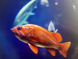 Vibrant orange fish glides through the deep blue.