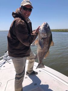 Angler with a large black drum fish catch in LA