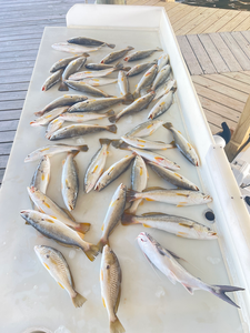 Atlantic Croaker and Squeteague hauled in from New Orleans waters!