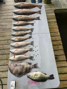 11 sheepshead, largemouth bass, and redfish caught fishing in LA
