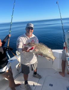 Gag grouper caught while fishing in New Port Richey FL