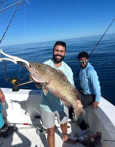 Large gag grouper caught during fishing trip in New Port Richey FL