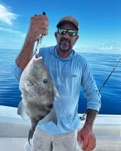 Grey Triggerfish caught during fishing trip in New Port Richey FL