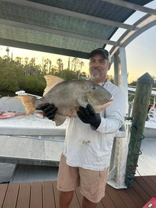 Grey triggerfish caught fishing in New Port Richey FL displayed on boat deck