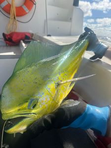 Fresh caught Mahi Mahi fish being held on boat deck in New Port Richey FL