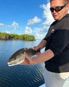 Redfish caught while fishing in New Port Richey FL