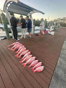 Red snapper fishing catch lined up on dock in New Port Richey Florida