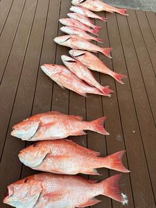 Fresh red snapper catch displayed on wooden dock in New Port Richey Florida