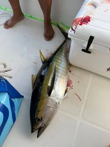 Fresh caught yellowfin tuna on boat deck in New Port Richey FL