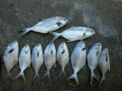 Nine Florida Pompano fish arranged on sandy ground after fishing trip in St. Petersburg FL