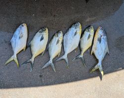 Six Florida Pompano caught fishing in St. Petersburg FL laid out on dark surface