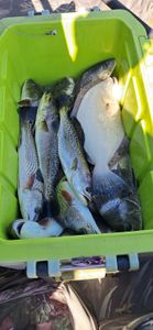 Catch of the day!