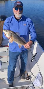 Fish-Species