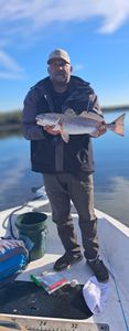 Fish-Species