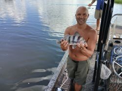 Angler catches black drum fish in Ludowici