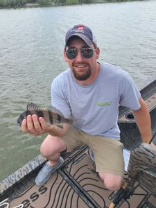 Angler catches a black drum fish in Ludowici
