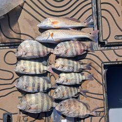 10 sheepshead and redfish caught while fishing in GA