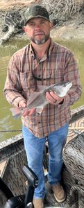 Fish-Species