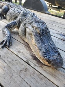 One fisherman with a caught fish in Ludowici