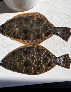 Two summer flounder and southern flounder fish caught in Ludowici