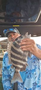 Freshly caught sheepshead fish being displayed on fishing boat in Ludowici GA