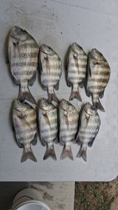 Eight sheepshead fish catch displayed on boat deck in Ludowici GA